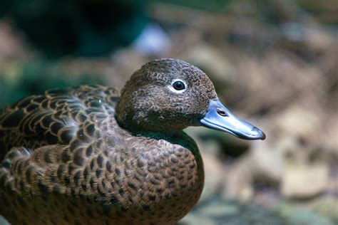 The Rarest Species Of Mainland Duck In Aotearoa — Written By Te Korowai