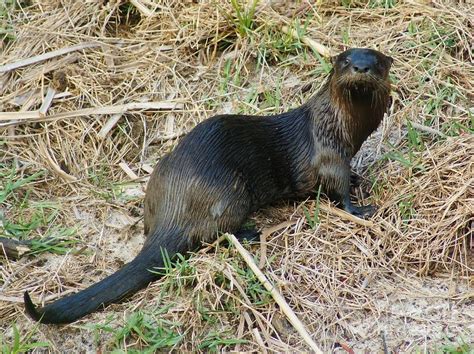 Florida River Otter Photograph By Lynda Dawson Youngclaus