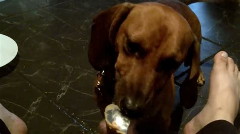 Kizmet The Worlds Cutest Dog Eating Peanut Butter Youtube
