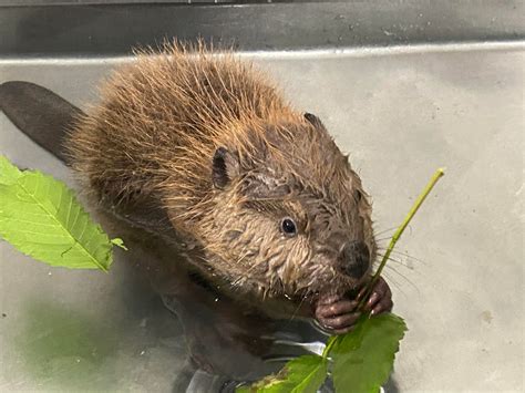 Caring For Baby Beavers At Wildcare Wildcare Foundation
