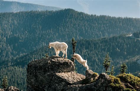 Mountain Goat Kids Britannica Kids Homework Help