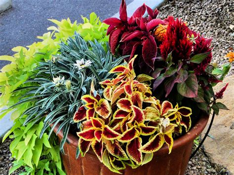 Phoenix Daily Photo Colorful Plants