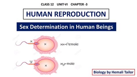 class 12 neet human reproduction sex determination in human beings hemali tailor youtube