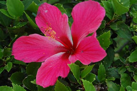 Surveys identified that there are 8,000 species of flowering plants which inclusive of 2,000 tree species, 800 types of orchid. Hawaii - Oahu (Flora & Fauna)