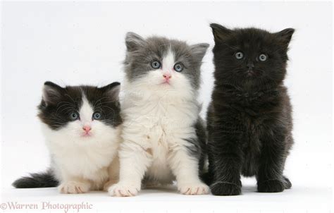 Three Cute Kittens Photo Wp23086