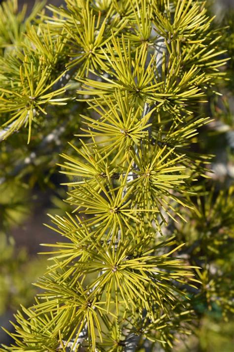 Sargentii Cedar Stock Photos Free And Royalty Free Stock Photos From