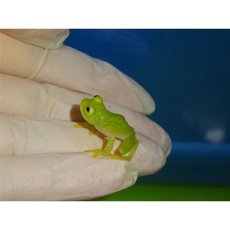 Ca Glass Frog Juvenile Strictly Reptiles Inc