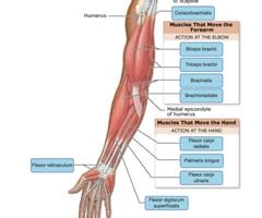 In the shoulder joint, the ligaments play a key role in stabilising the bony structures. Arm Muscles Map / The muscles of the upper arm are split ...