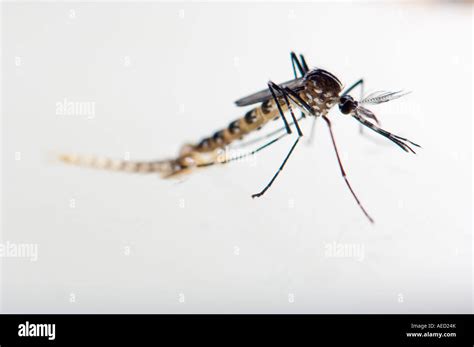 Newly Born Male Asian Tiger Mosquito Aedes Albopictus Resting At The