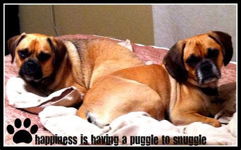 Happiness Is Having A Puggle To Snuggle Love My Cheecherpup Puggle