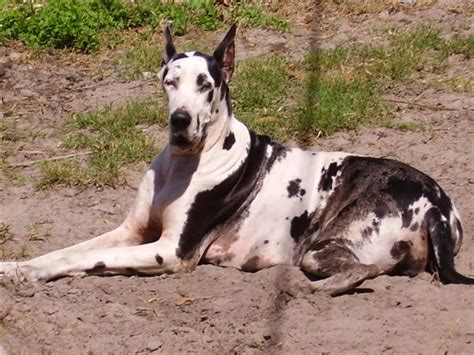 Cute Dogspets Great Dane~tallest Dog In The World Pictures