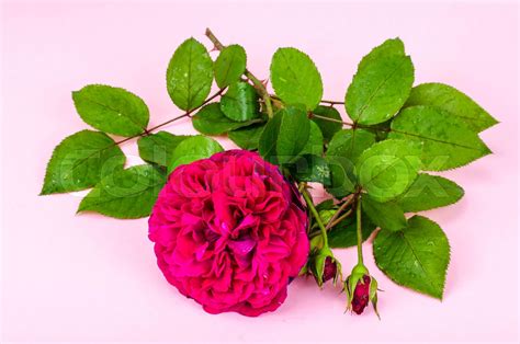 Branch Of Dark Pink Rose Flower Stock Image Colourbox