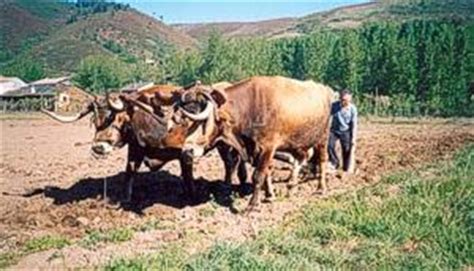 The population in 2011 was 9,066, in an area of 694.76 km². Municipality of Bragança, Northern Portugal - Tourism ...