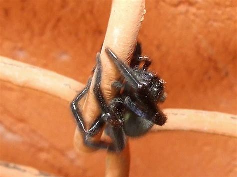 Desidaebadumna Insignis Black House Spider Dscf1676 Flickr
