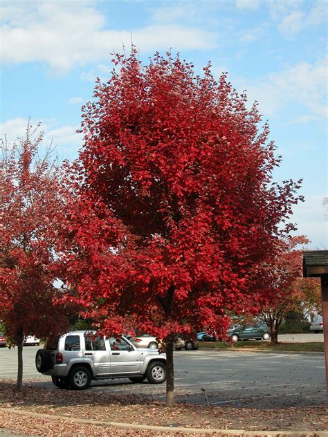 Brandywine Maple Tree Available At Treeland Nursery In