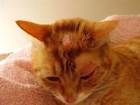 Ringworm In Cats Can Be A Serious Health Issue