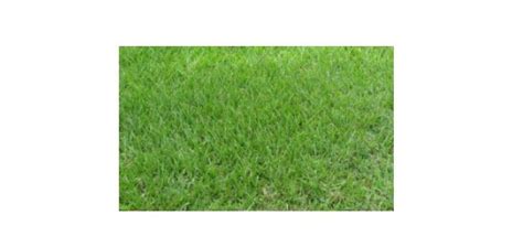 Bahia Grass Care Growing Guide And Facts I Theplantsfact