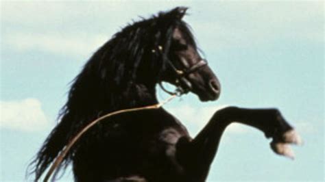 The black stallion (1979) cast and crew credits, including actors, actresses, directors, writers and more. NYFF17: Family Matinee of "The Black Stallion" | Film ...
