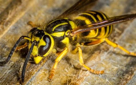 Blog Lakewoods Handy Guide To Yellow Jackets