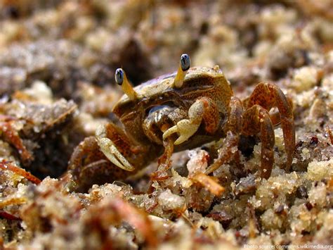 Interesting facts about crabs | Just Fun Facts