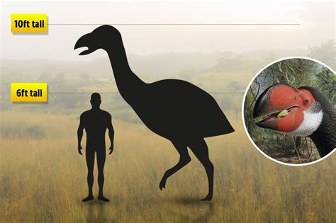 Largest Flightless Bird Weighed As Much As Ten Men With Giant Two Foot