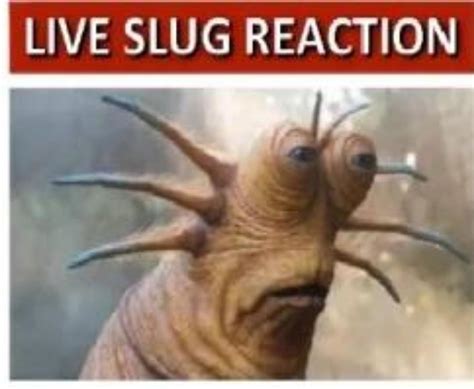Slug The Reaction Lord Every Turn The Slug Will React To Your Actions