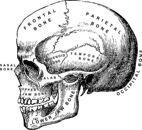 Vintage Anatomical Medical Skull Illustration Sticker By Cravagnati