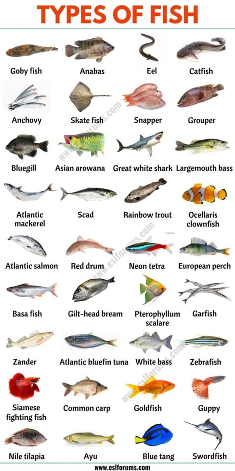 79 Types Of Fish From All Around The World Esl Forums