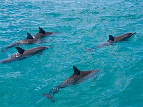 Why Swimming With Dolphins Was Banned In Hawaii Hawaii Travel Guide