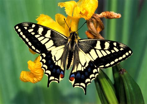 Rare Swallowtail Butterfly Making A Return To Sussex Sussex Express