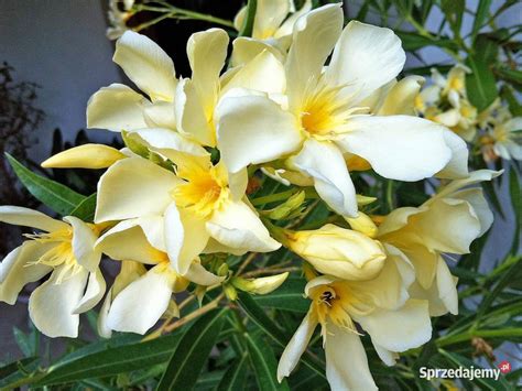 Oleander O Pełnych Pachnących ŻÓŁtych Kwiatach Skawina Sprzedajemypl