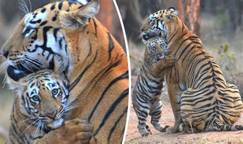 Cute Baby Tiger Comforts Parent After She Misses Out On