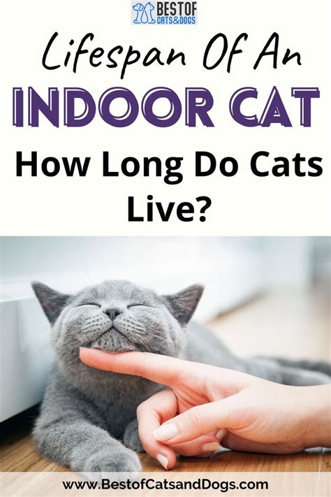 Lifespan Of An Indoor Cat How Long Do Cats Live Indoor Cat Cat