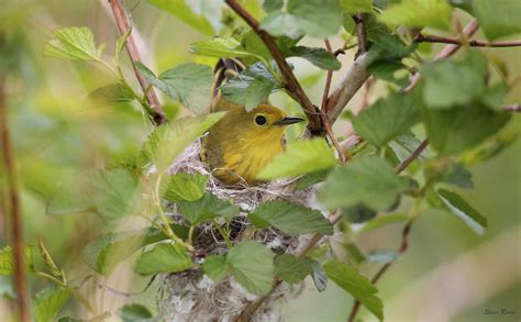 Yellow Warbler On Nest Her Nest Was Only About 2 Feet Of T Flickr