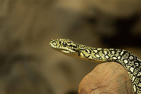 Eyes Of Snake Snake Eys Northern Snakehead Photo Background And Picture