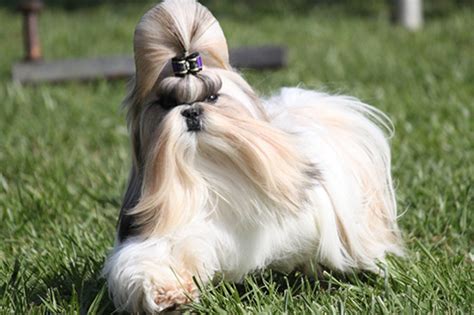 Origin Of The Shih Tzu