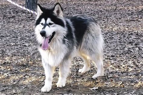 Happy Bend Kennel Native Indian Native American Indians Huskey