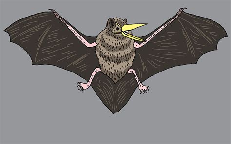 Icymi A Bat Aint Nothin But A Bird 16 Tons And What Do You Get And Let It Snow Sierra Club