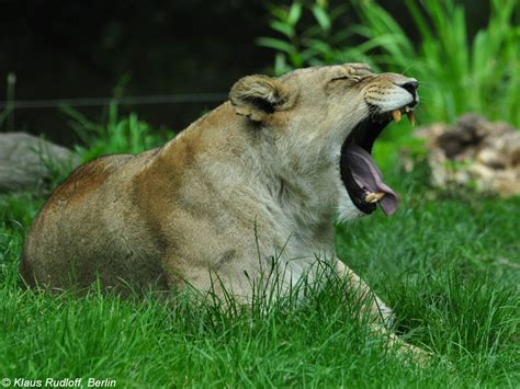 Berberlöwe Panthera Leo Leo Weibchen Im Zoo Und Botanischen Garten