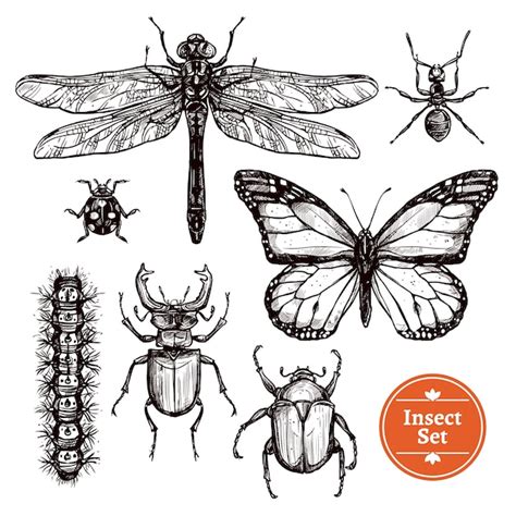 Free Vector Hand Drawn Insect Set