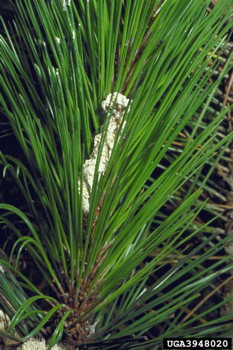White Muscadine Disease Beauveria Bassiana On Masson Pine