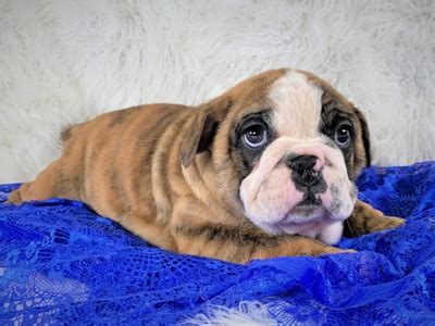 Trusted childcare that helps parents be all they need to be. Buy A Puppy Near Me | Puppies For Sale in Rochester NY ...
