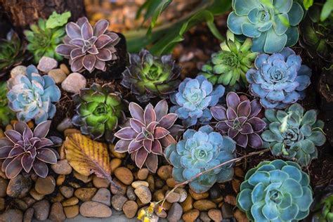 How To Create A Succulent Garden In 7 Easy Steps Lawnstarter