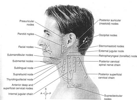 Diagram Of Lymph Nodes In Neck Health Pinterest