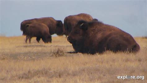 Bison And Other Endangered Animals Return To Native Lands Explore