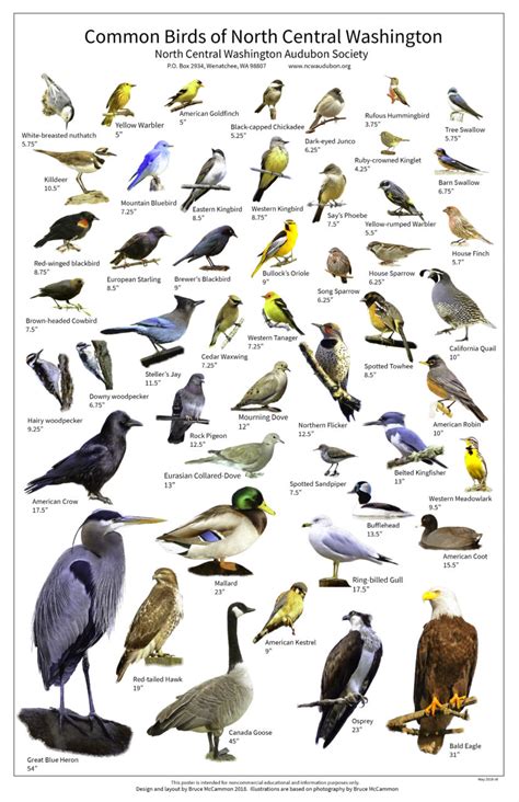 Bird Identification Learning Tools Wenatchee Naturalist