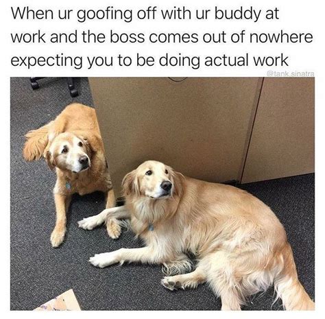 Pin By April Addington On Humor On The Job Funny Dog Memes Funny
