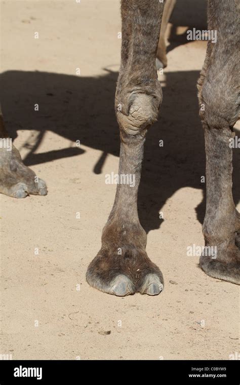 Patas De Camello Fotografías E Imágenes De Alta Resolución Alamy