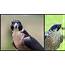 Cool Peregrine Falcon Facts  WildlifeGalaxy