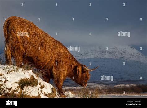Highland Cow Snow High Resolution Stock Photography And Images Alamy